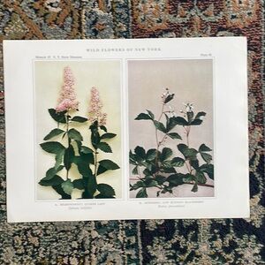 🌹 20 for $20 Plant Print Original 100 years old Vintage black berry